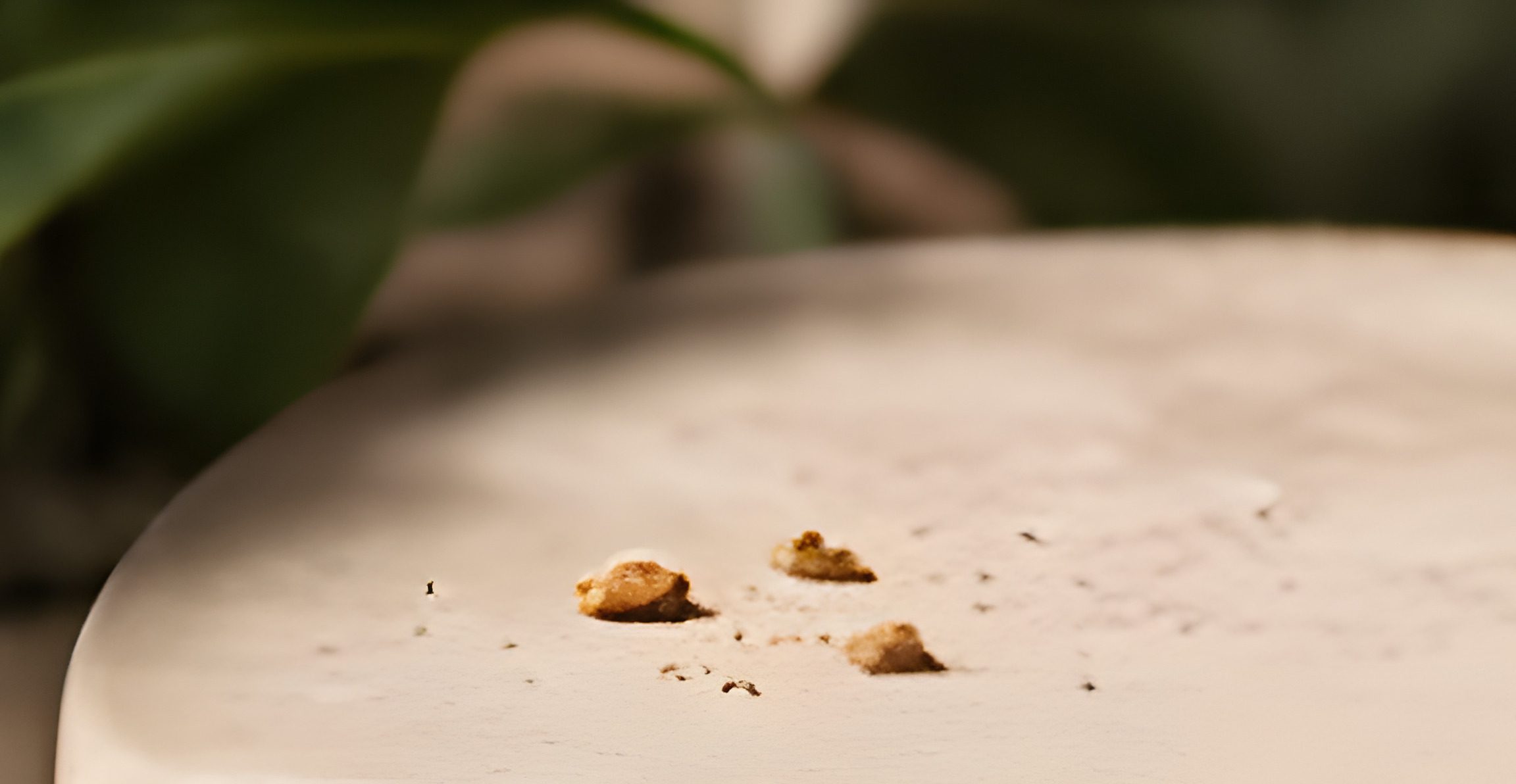 A few crumbs left on a clean marble tabletop — nothing else.